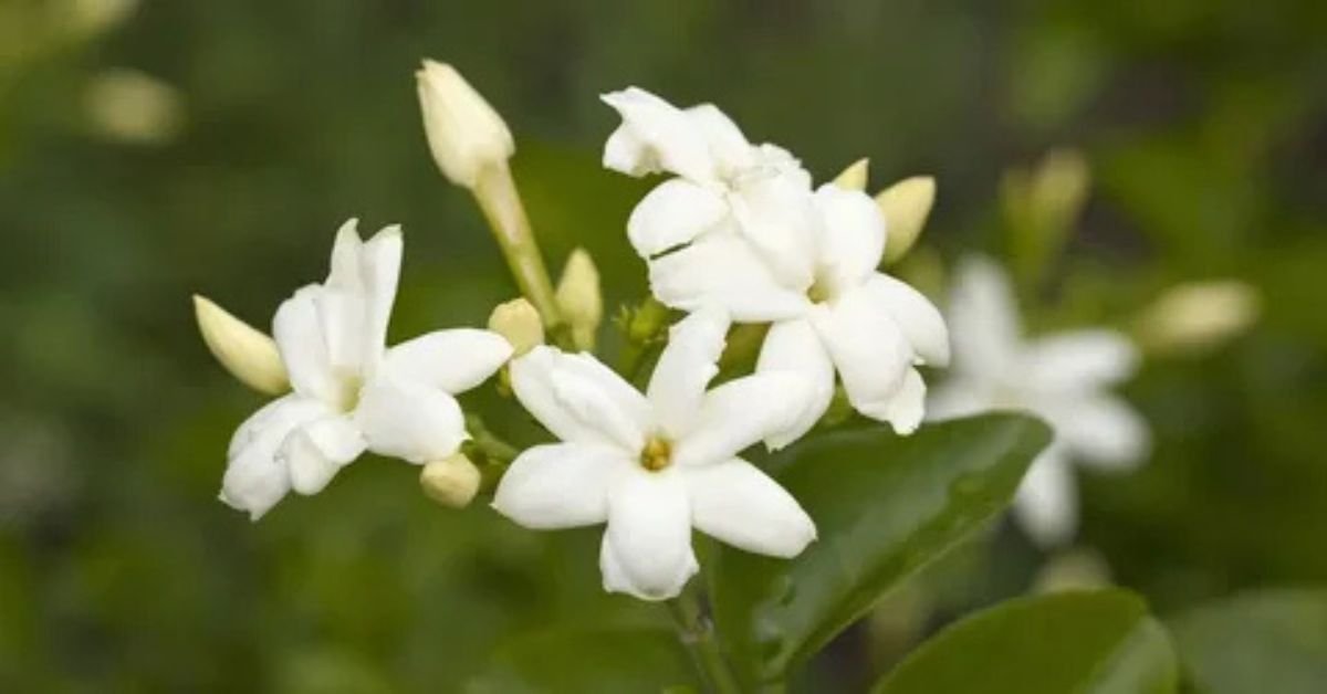 Chameli – Jasmine Chameli – Jasmine