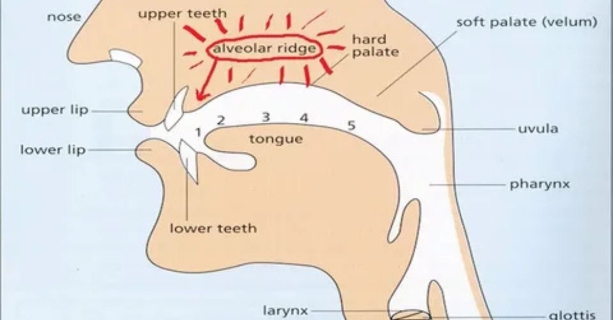 Speech and Pronunciation Tips for the TH Sound Speech and Pronunciation Tips for the TH Sound