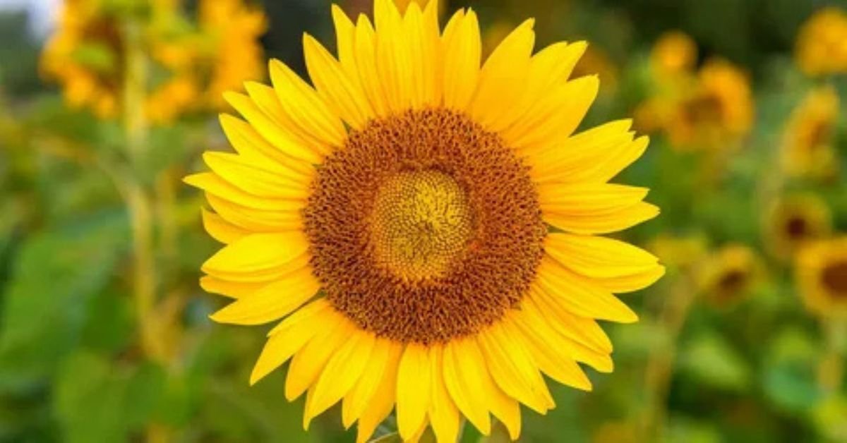 Suryamukhi – Sunflower (1) Suryamukhi – Sunflower