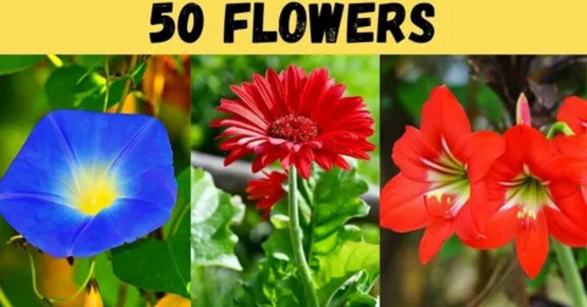 Complete Guide to Popular Flowers Names in Marathi Culture
